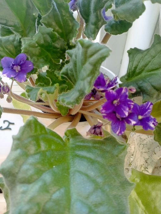 сентполия- кичеста теменужка