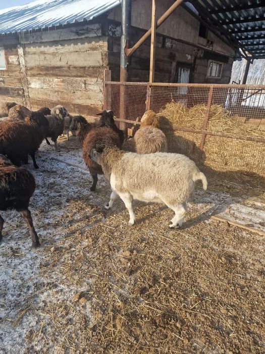 Продам барана породы Дорпера, еркек.