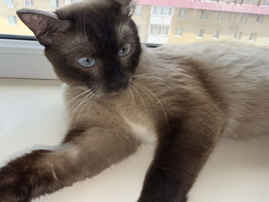 Отдам сиамскую кошку