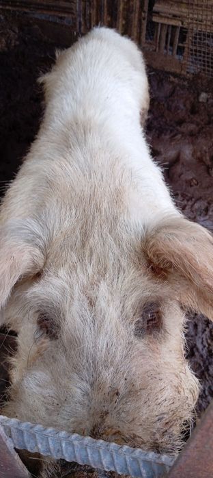 Продам кабана или обменяю