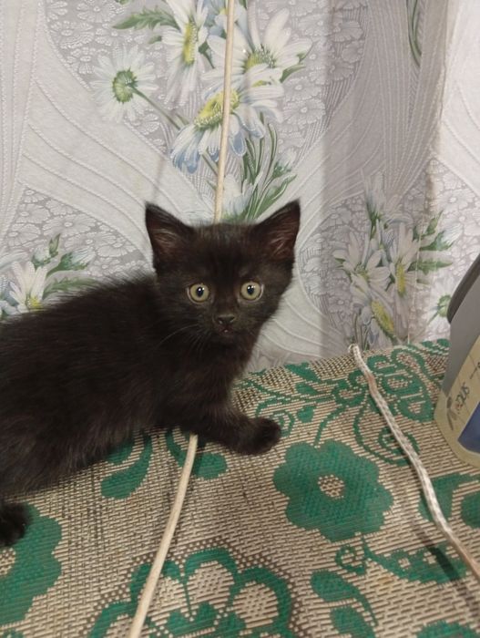 Отдам котёнка в добрые руки