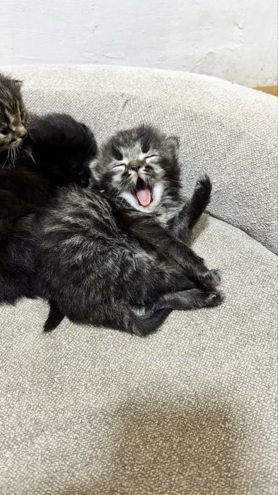 Котята полувеслоушки