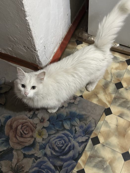 Отдам даром кошку