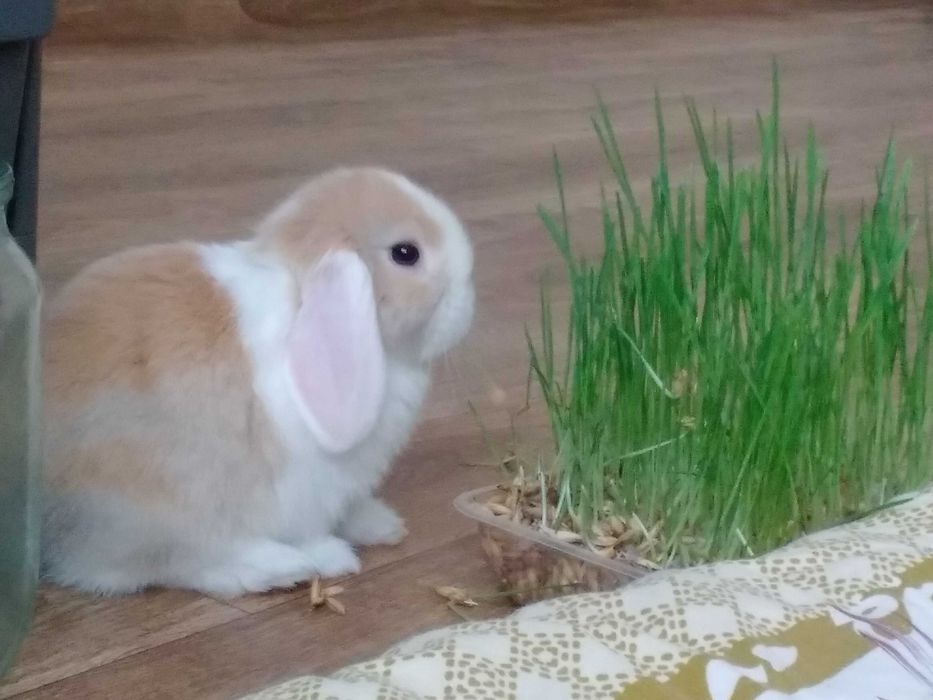 умные кролики для квартиры,порода баран