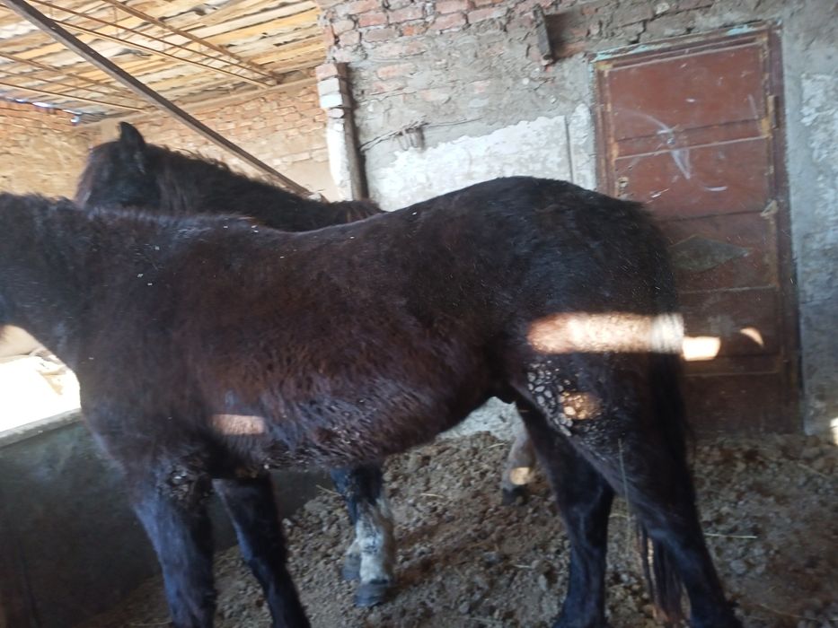 Продам лошади на откорме.