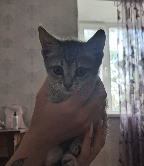 Ищим домик маленькой кошечки