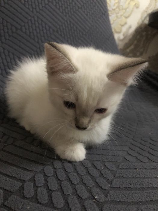 Раздам 2 месячных котят