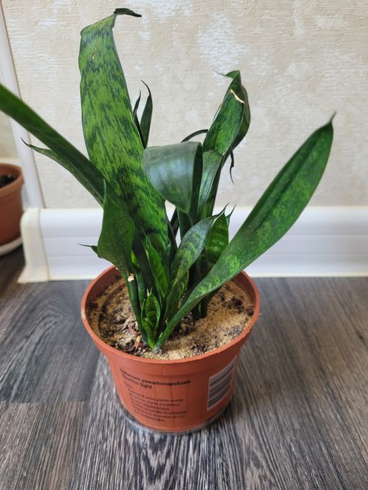 Продам сансевьера