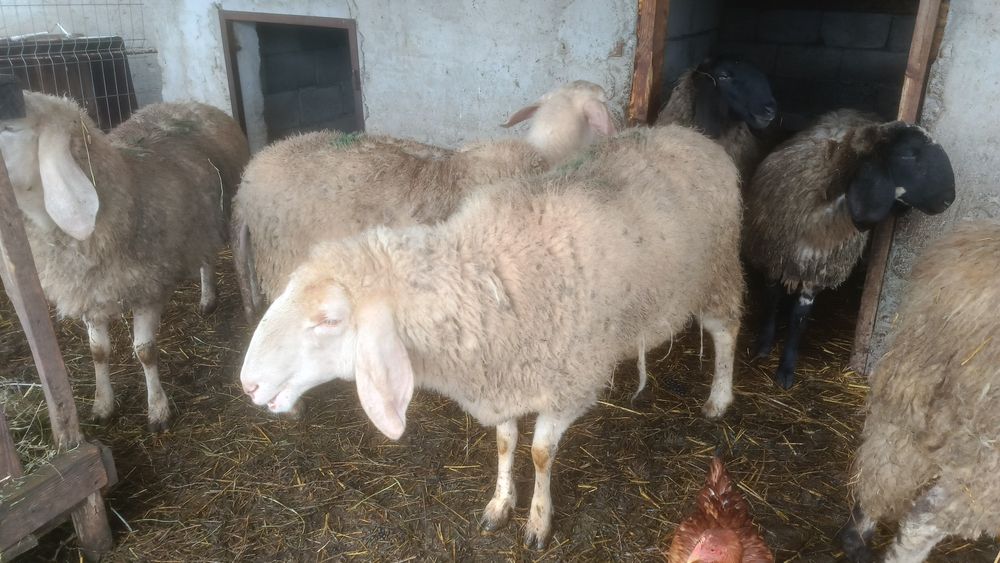 Oi Bergamasca de vânzare