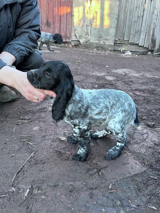 Щенки русской спаниэль