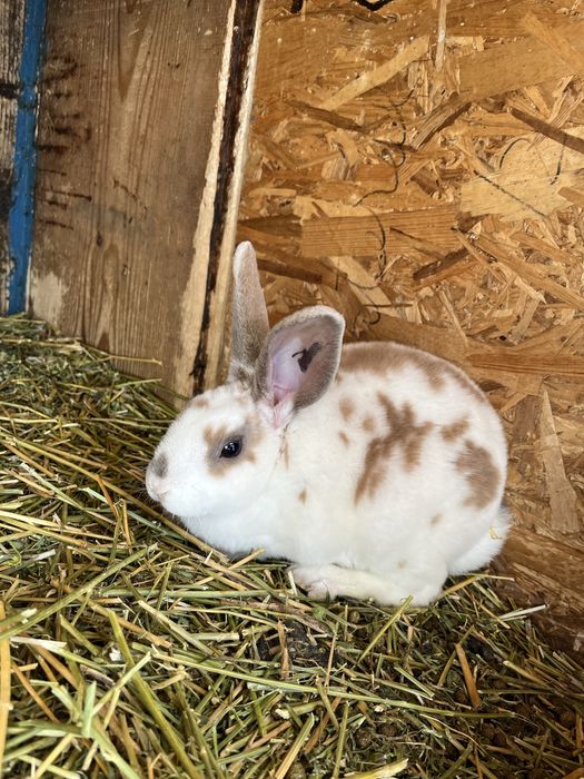 Disponibili Iepurași Rex pitic și Holland Lop ( berbec pitic)