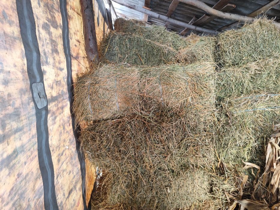 Vând baloți de lucernă