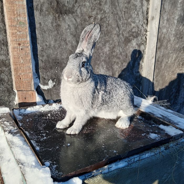 Продам крола и кролиху