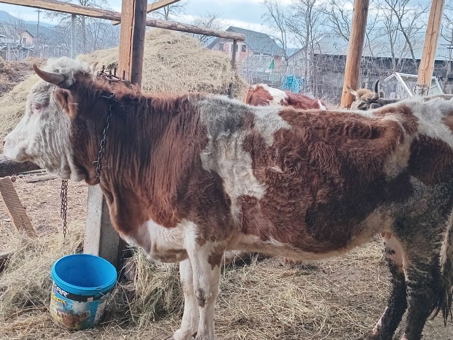 vând vaci gestante și fătate