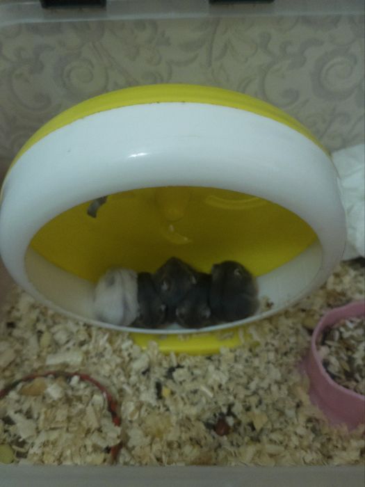 Джунгарсике хомячки