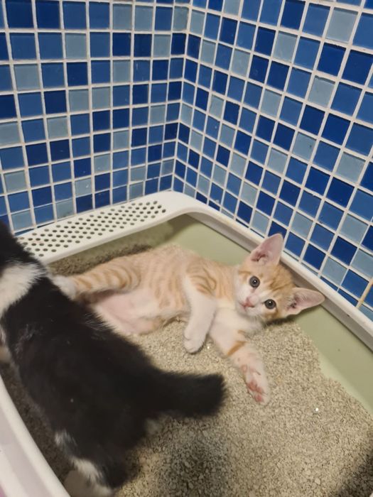 Ласковые котята,приученны к лотку!!