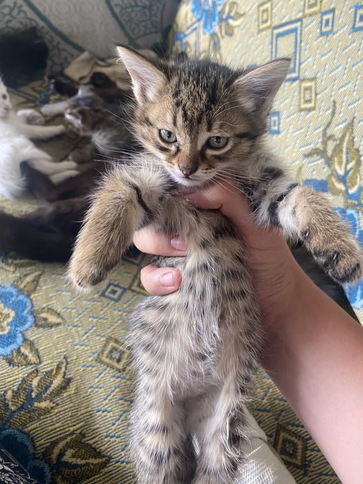 Одам котят бесплатно