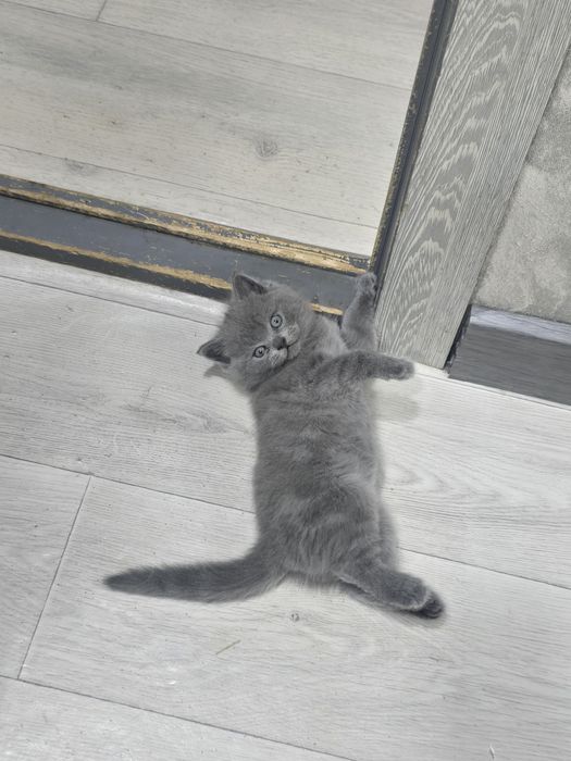 Продается котенок