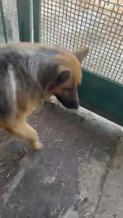 Найден пес. Ищем владельца!