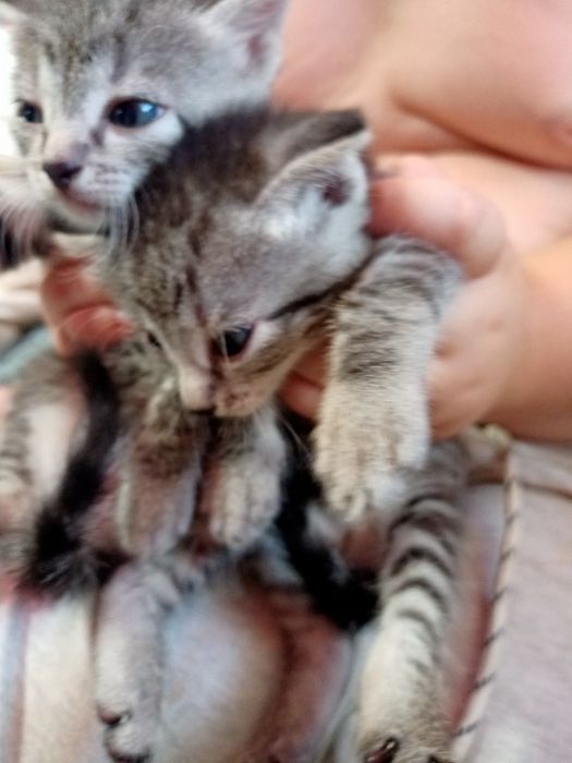 Продам британских котят