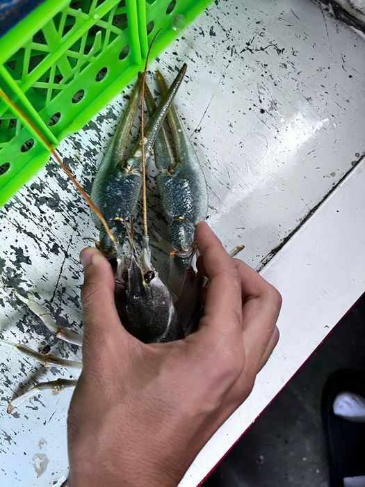 Крупные раки гиганты