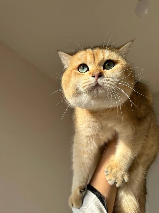 Вязка! Золотая шиншилла!