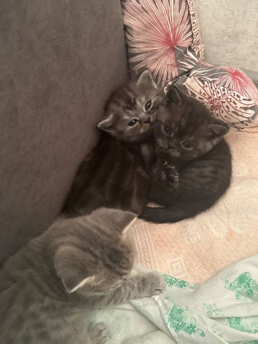 Продаются котята скоттиш страйт