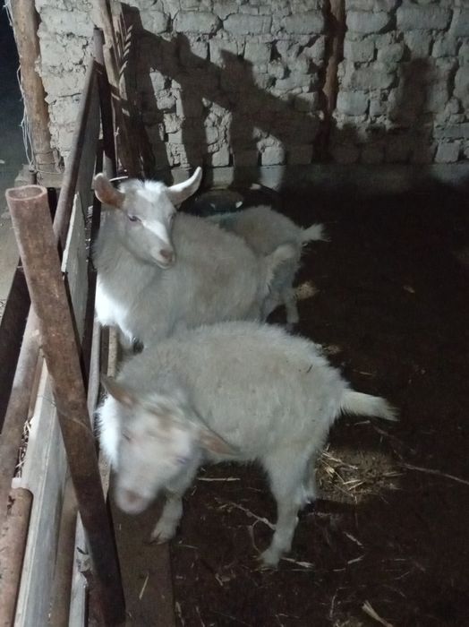 Занен  30000.. 1штук...