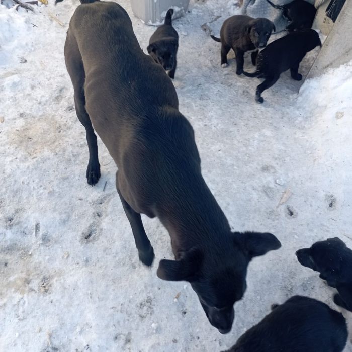 Щенки в добрые ответственные руки