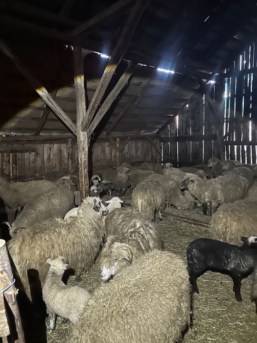 Vând 50 de oi ! Detalii la Nr de telefon !