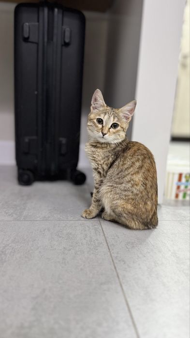 Отдам котят мышеловов