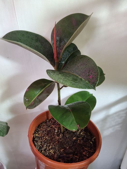 Комнатные растения