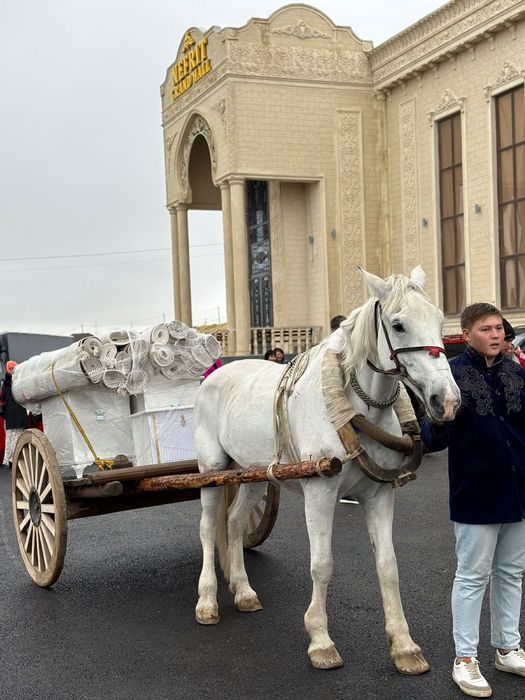 Түйе, ақ ат.. түйе шымкент. Аренда түйе