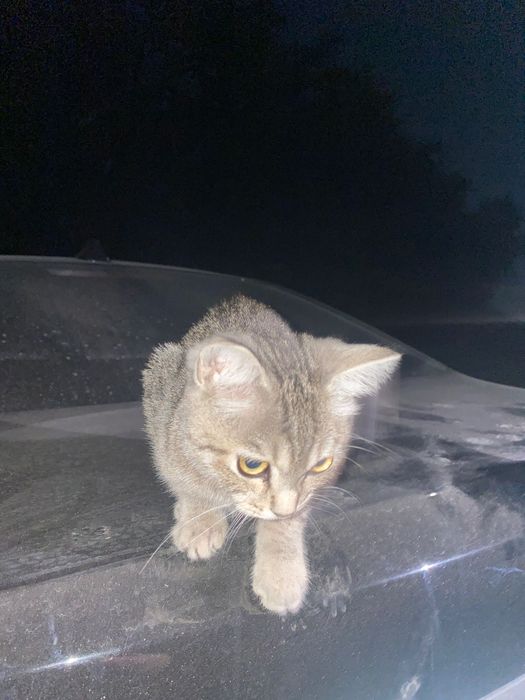 Отдам кота  нашел на дороге
