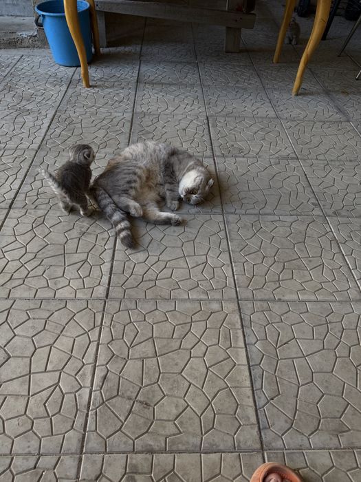 Животные котята Шотландские вислоухие