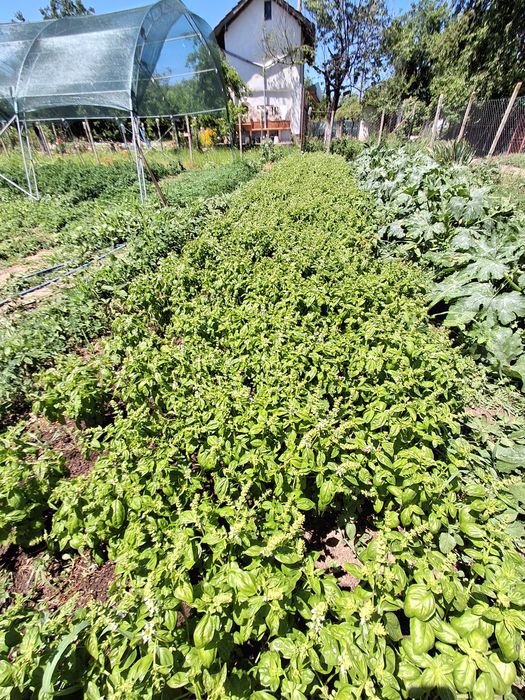 Продавам босилек Дженовезе (Genovese)
