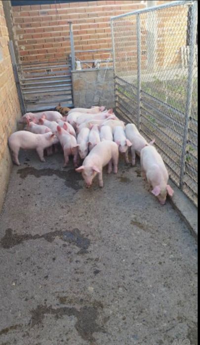 Малки прасенца Топ промоция