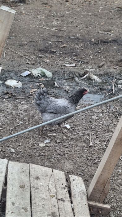 Damashni tovuqlar sotiladi