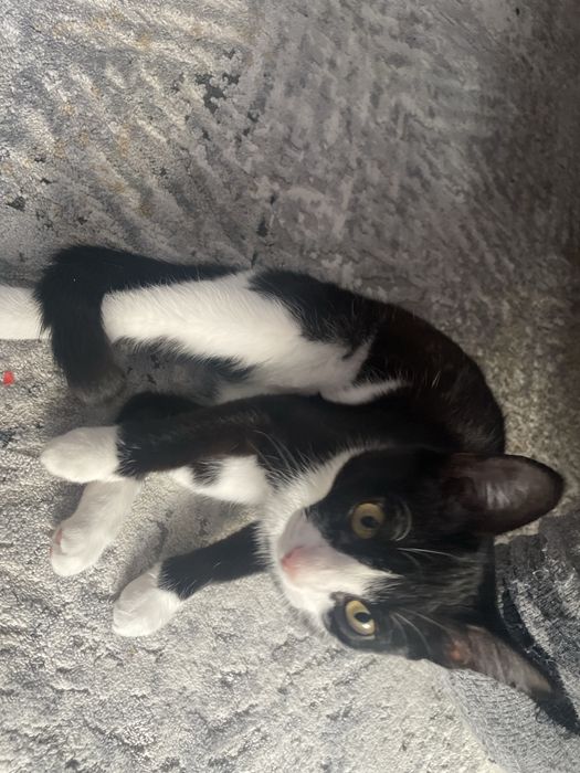 СРОЧНО отдаем кошку