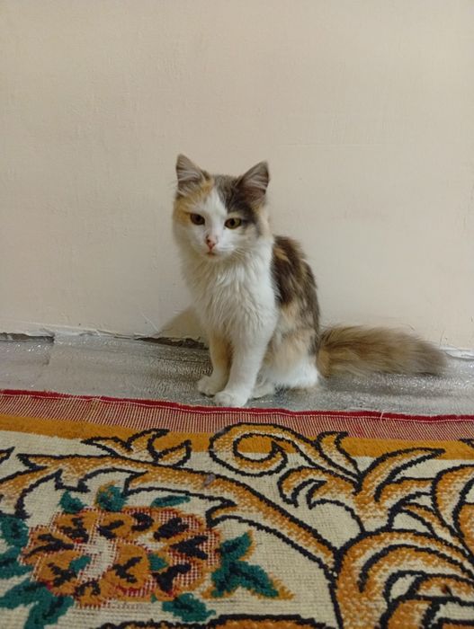 Paxmoq mushuk beriladi