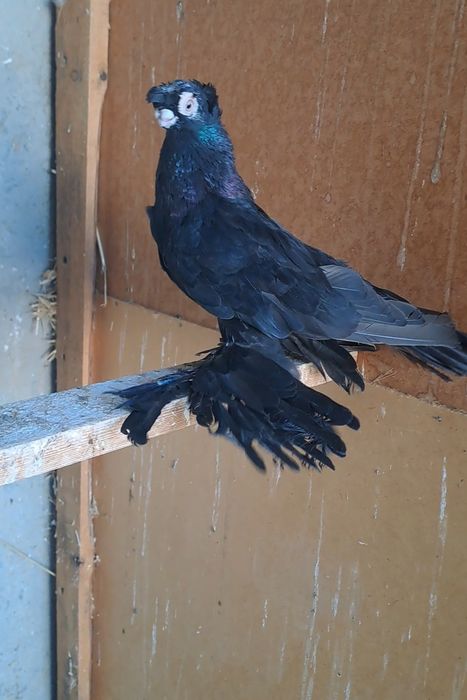 Голуби двухчубые