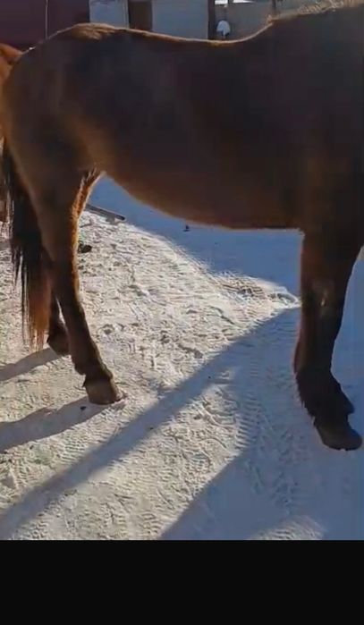 Продам лошадей  г Астана