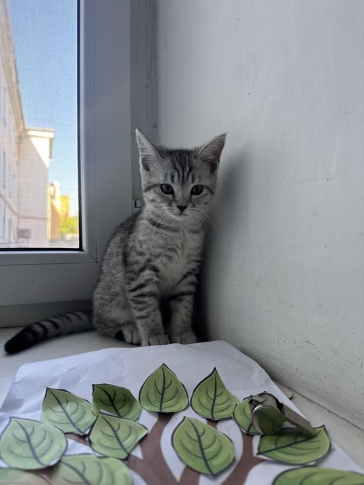 Котенок скоттиш страйт
