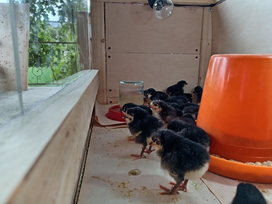 Машхур корашахзода жужалари чикди: 25 000 so’m