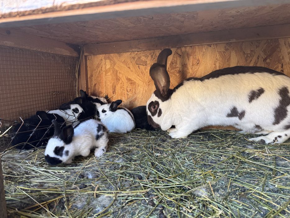 Iepurași pestriț german