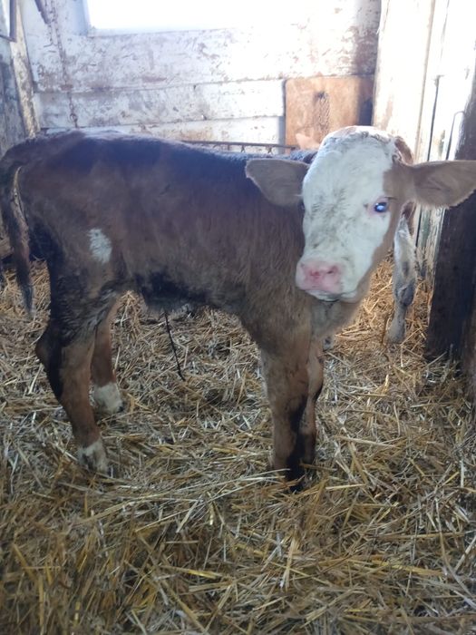 Taur si vitica de vanzare