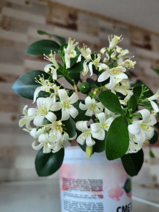 Муррая цветущие комнатное растение.