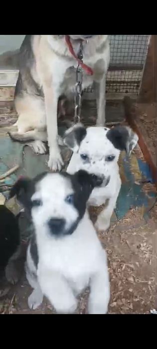 Отдам бесплатно щенков метисов