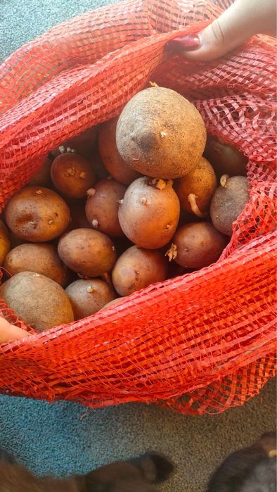 Семенной картофель