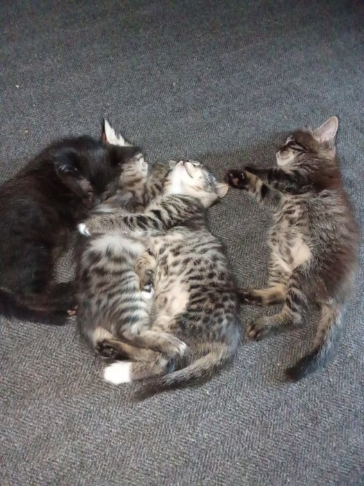 Отдам котят бесплатно в хорошие руки